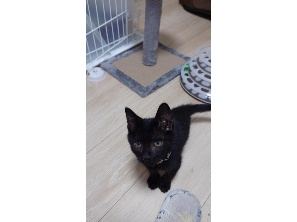 ねずみとりに引っかかり保護した黒子猫
