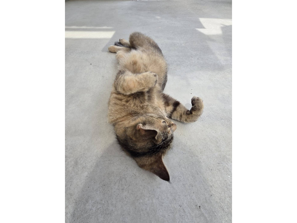 甘えん坊キジトラちゃん