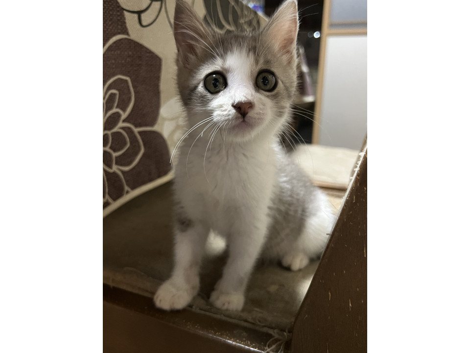 元気なおてんば子猫です