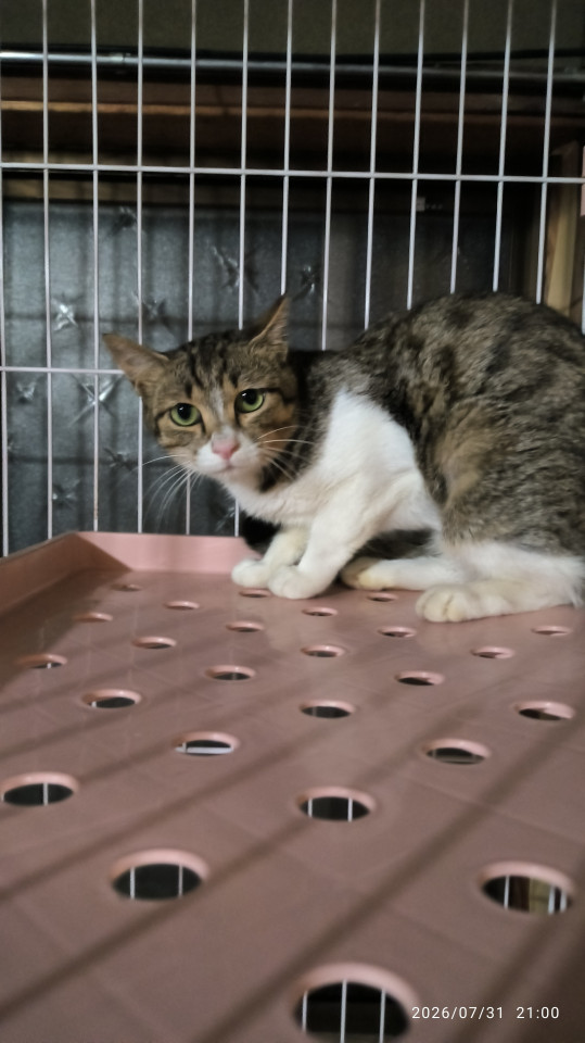 キジシロ猫