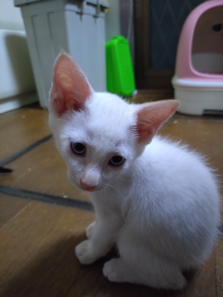 甘えっ子　つくし
