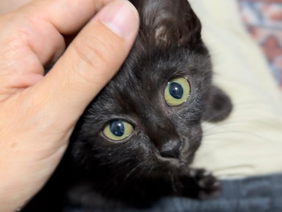 超ベタ甘えんぼ♡2ヶ月／オス 黒猫ジジ