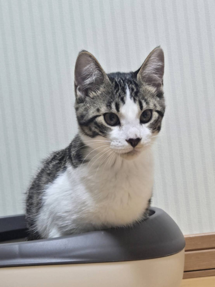 少し控えめなキジシロ男の子