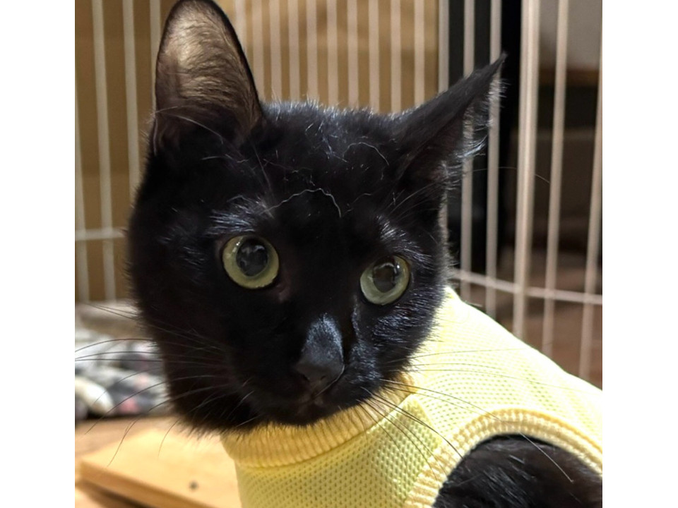 大腿骨と股関節の手術をした黒猫ちゃん