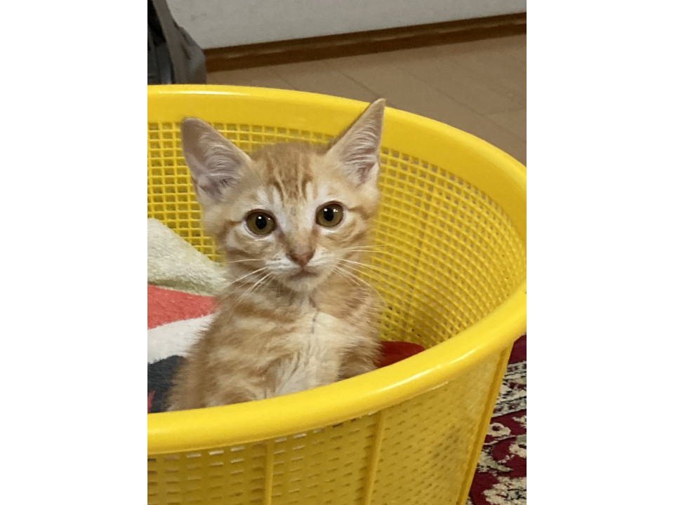 優しくてほんわかな性格のチャーシュー君