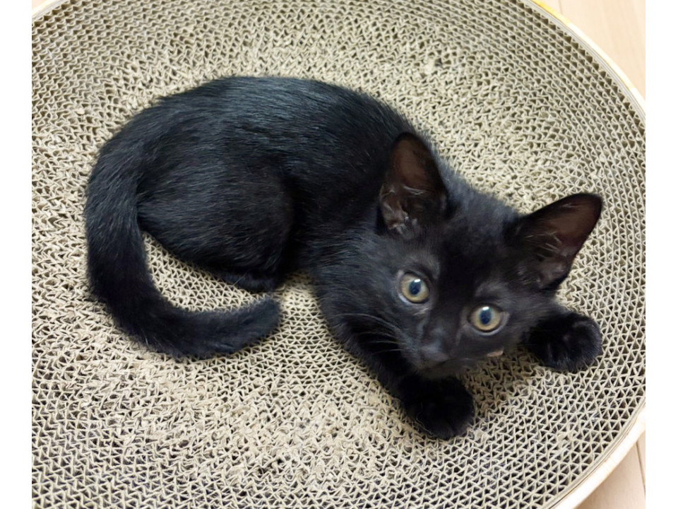猫も人間も大好き