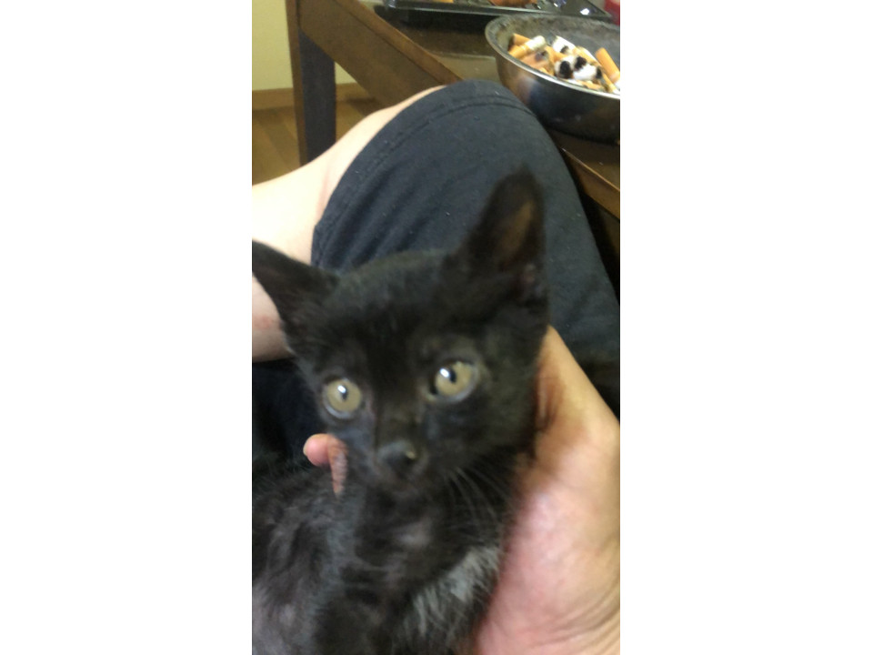 黒猫のオスとメス