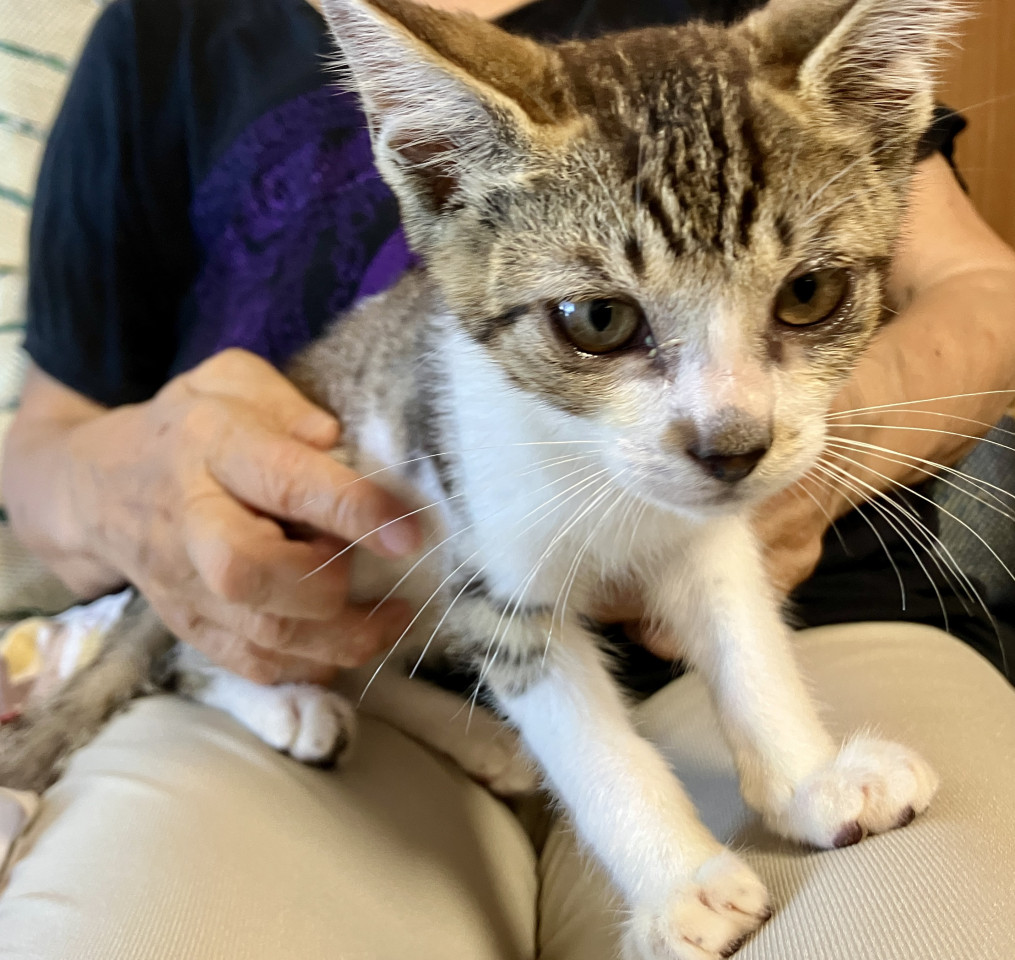 ●仲良し兄弟●おっとり素直な子CATS顔