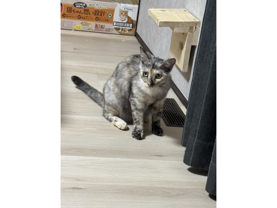 ゴロスリ人大好き猫ちゃん