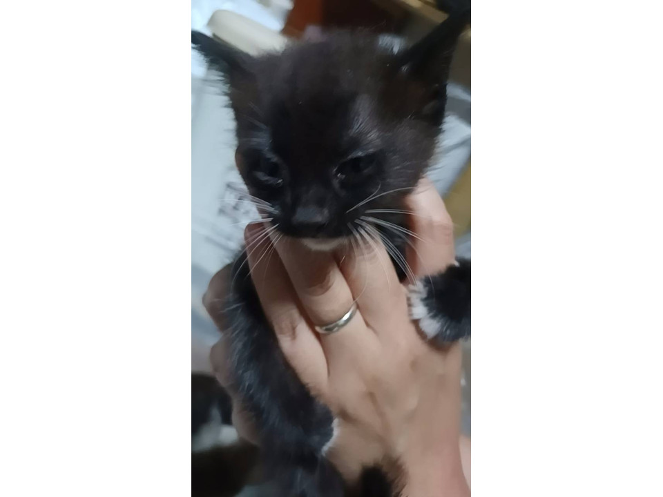 外飼飼育の末捨てられた仔猫ちゃん