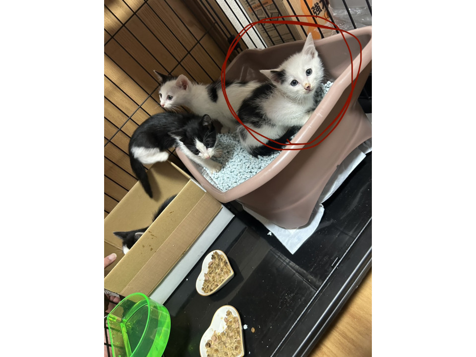 ちょっとお茶目なぼく