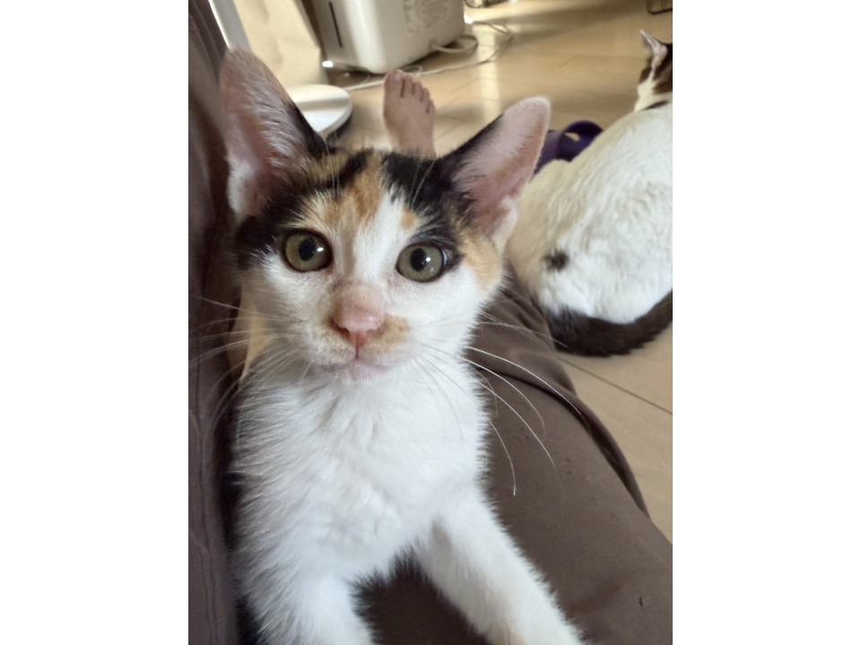 猫じゃらしに夢中❤️元気な女の子