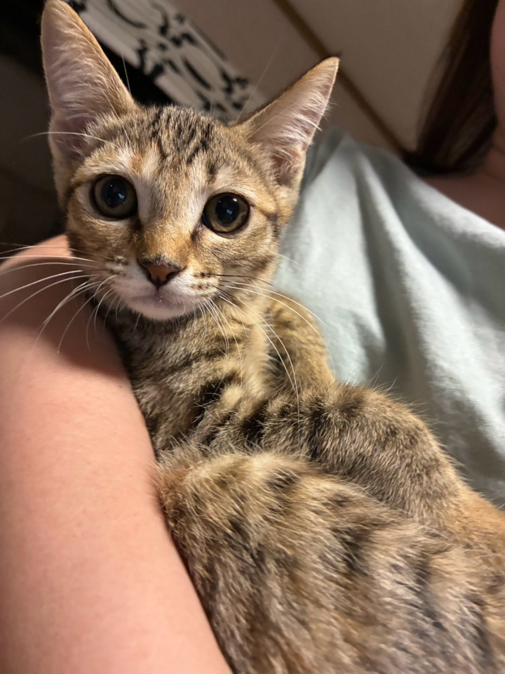 麦わら猫のナラちゃん