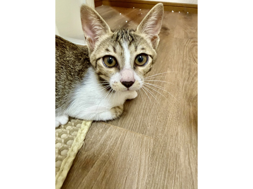 食いしん坊 キジ白くん
