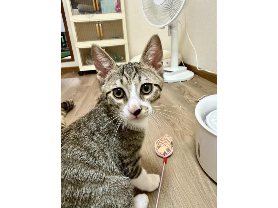 幸せの鍵しっぽ キジ白ちゃん