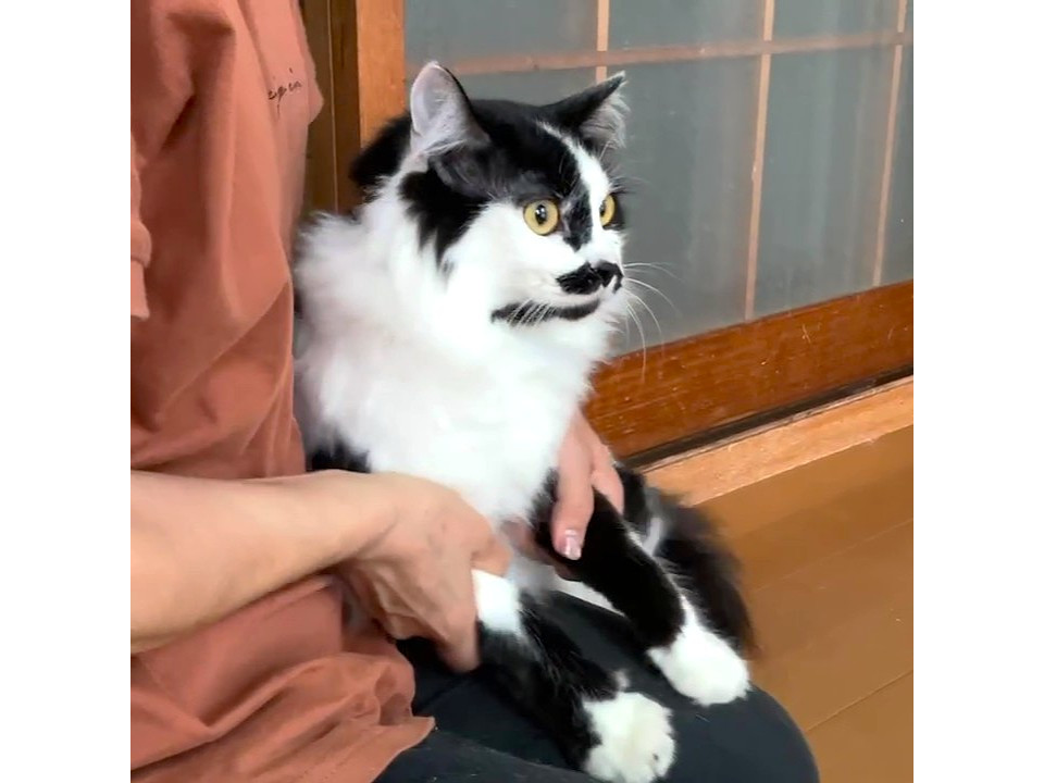 中毛で男前な白黒くん