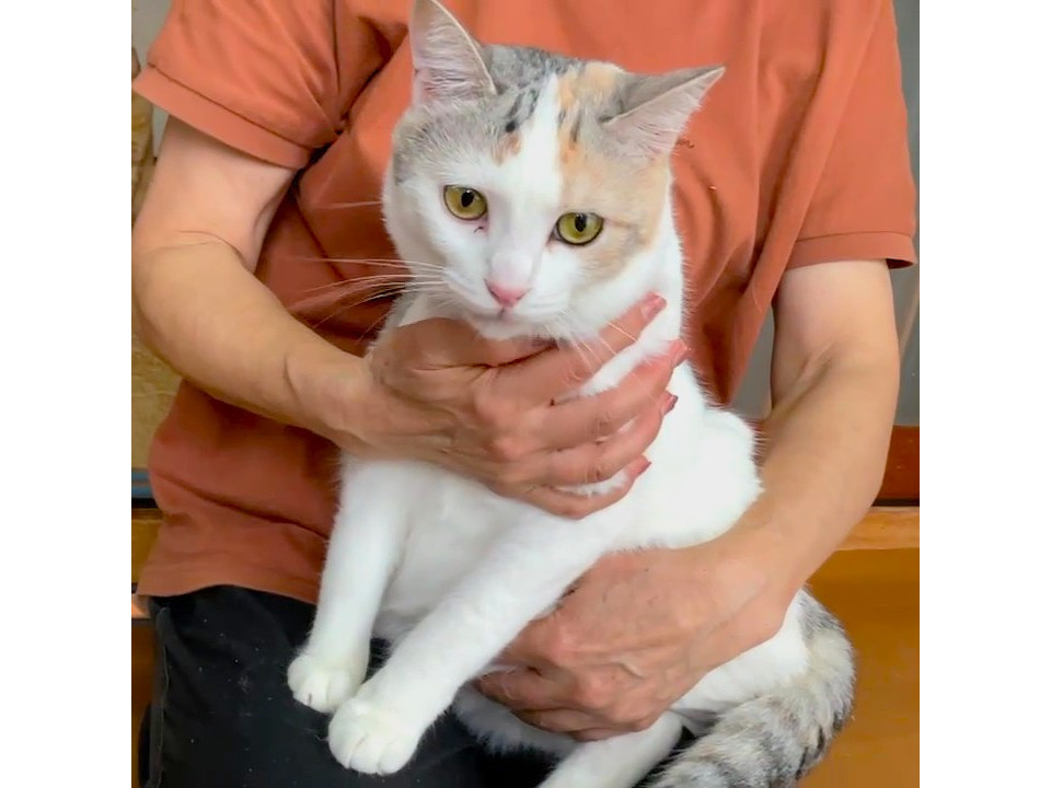少し控えめな薄三毛ちゃん