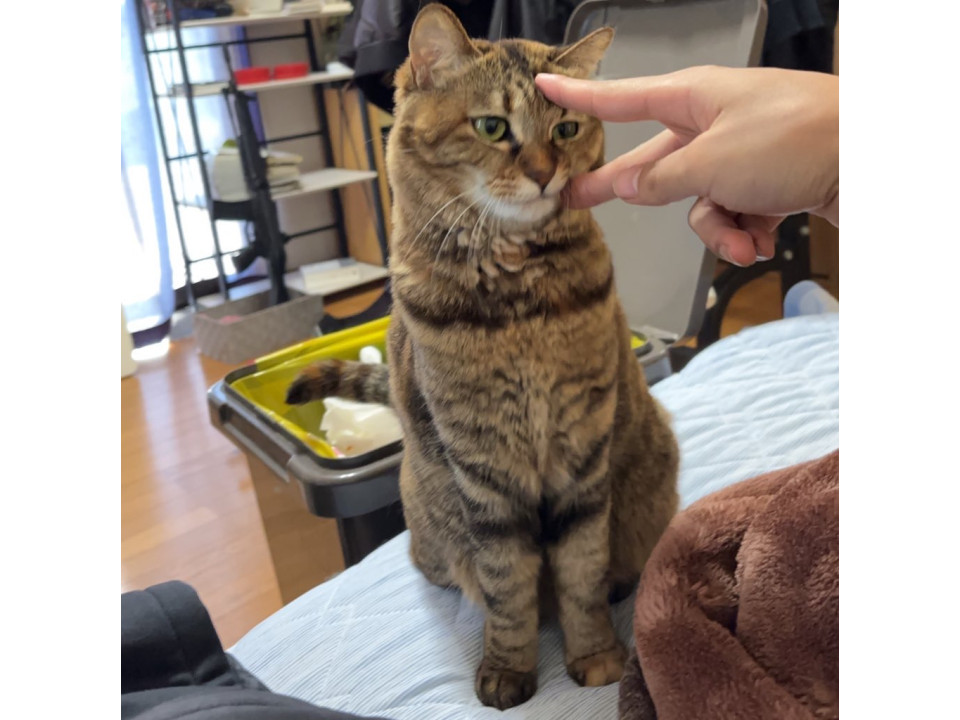 べっぴんさん