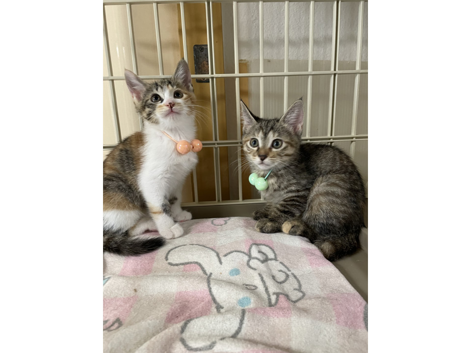 人馴れ抜群の6月生まれ姉妹猫