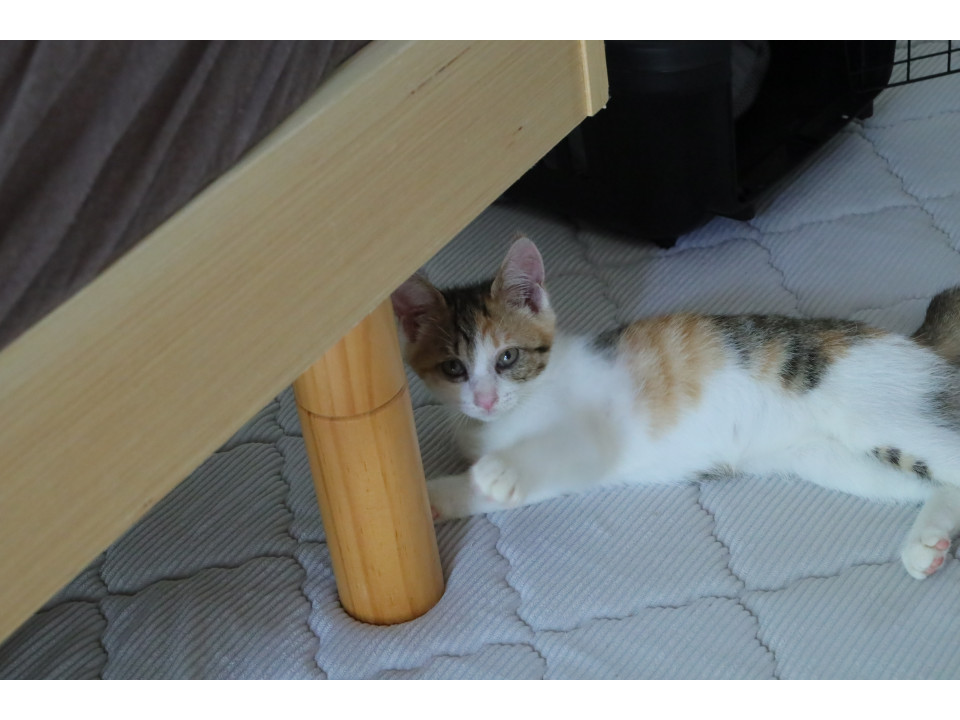 筑波山で保護した子猫