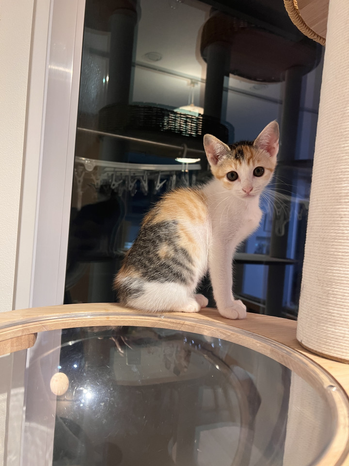 三姉妹の三毛猫うるるちゃん