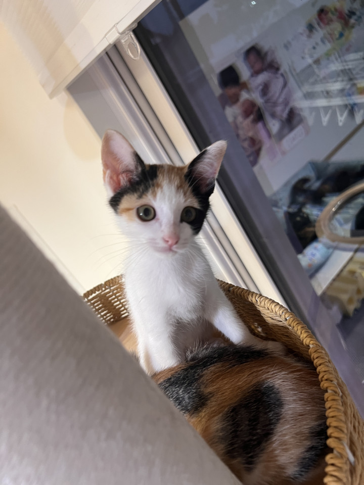 三姉妹の白多め三毛猫うららちゃん