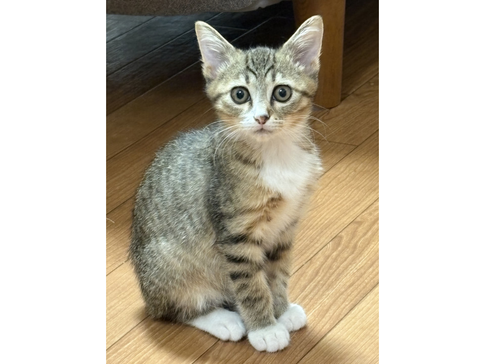 母性くすぐる あめくん