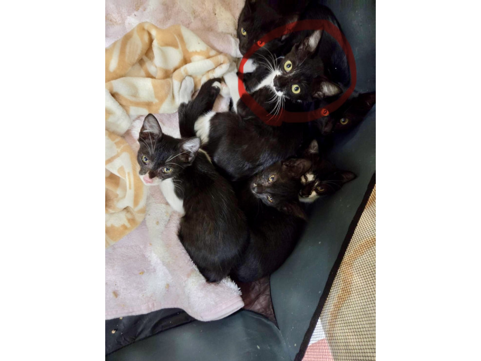 ７匹の子猫❣️保護しました！里親募集‼️