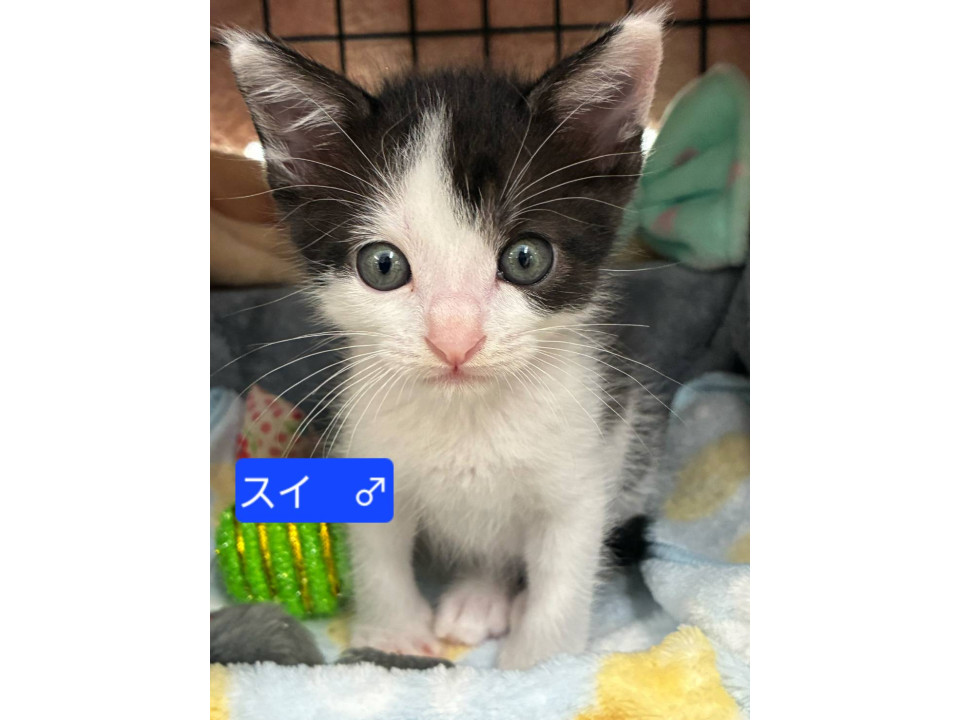⭐8月9日　譲渡会参加予定　スイ⭐