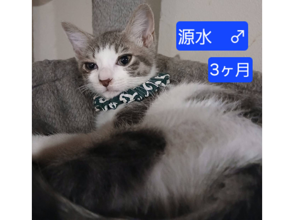 ⭐8月9日　譲渡会参加予定　源水⭐