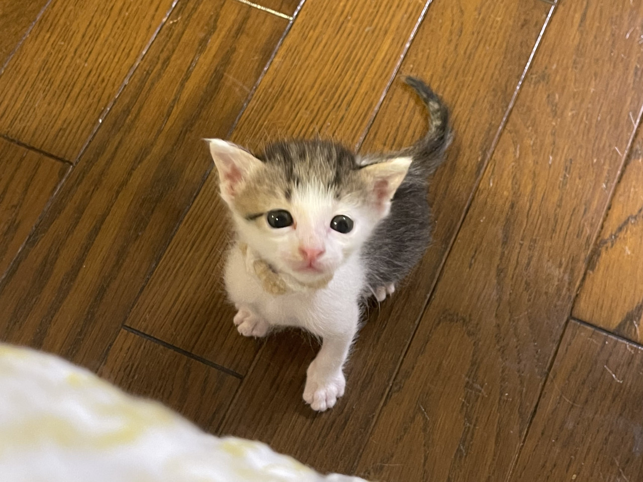 ①育児放棄から大切に育てた３兄妹