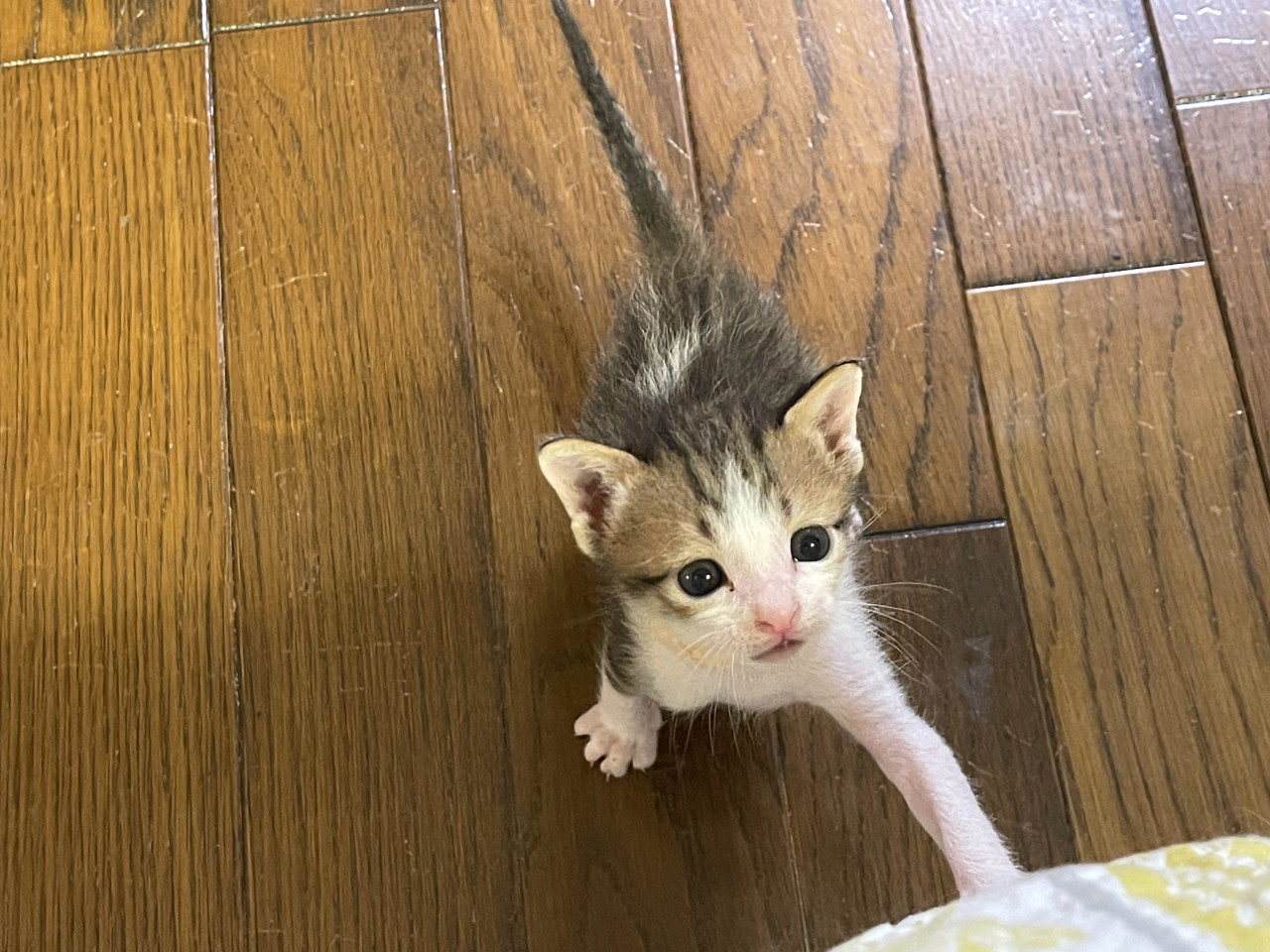 ②育児放棄から大切に育てた３兄妹