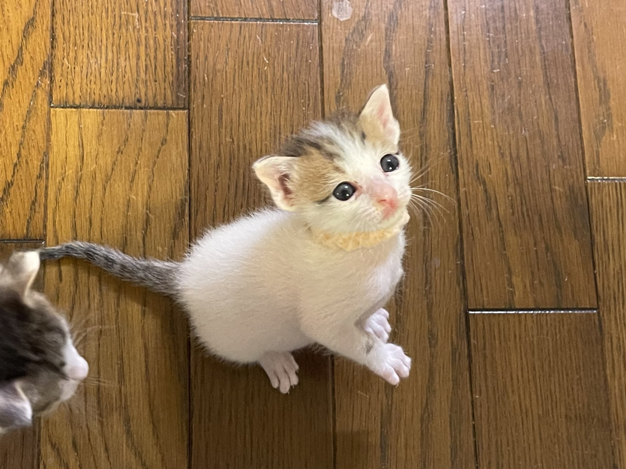 ③育児放棄から大切に育てた３兄妹