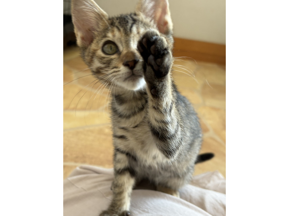 活発な甘えん坊♡