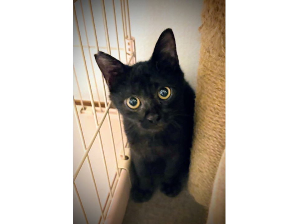 かわいい子猫さん❣️