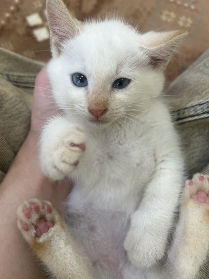 おっとりさんが多い笹かまねこちゃん