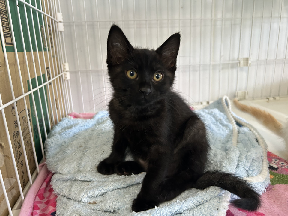 絶対美人さん顔の黒猫チナツちゃん
