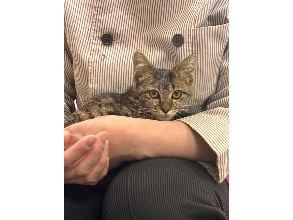 人懐っこくて抱っこが好きな美人猫