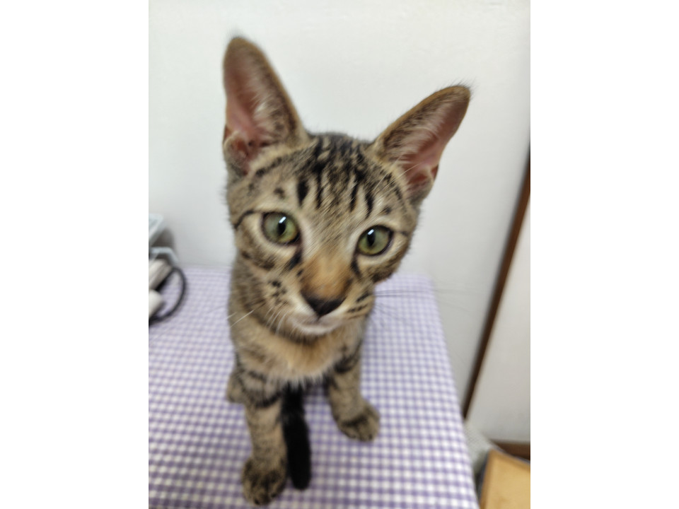 とても甘え上手な可愛い雉猫ちゃん