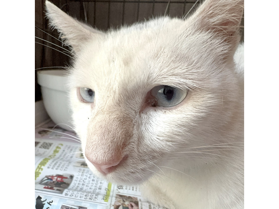 よく喋る美男子猫の『ピンシャン』君