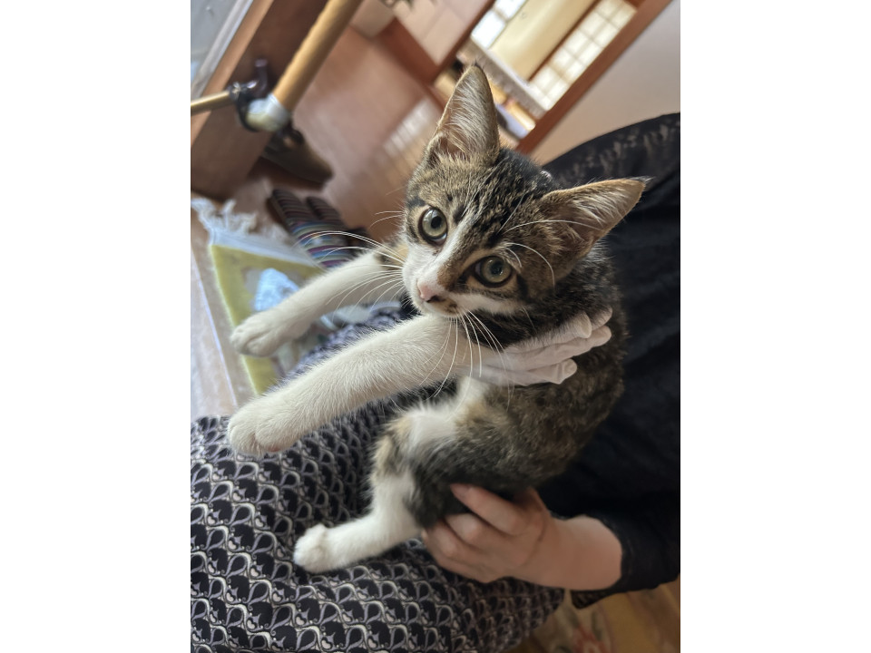 ベタ甘♡可愛すぎるキジ白男子