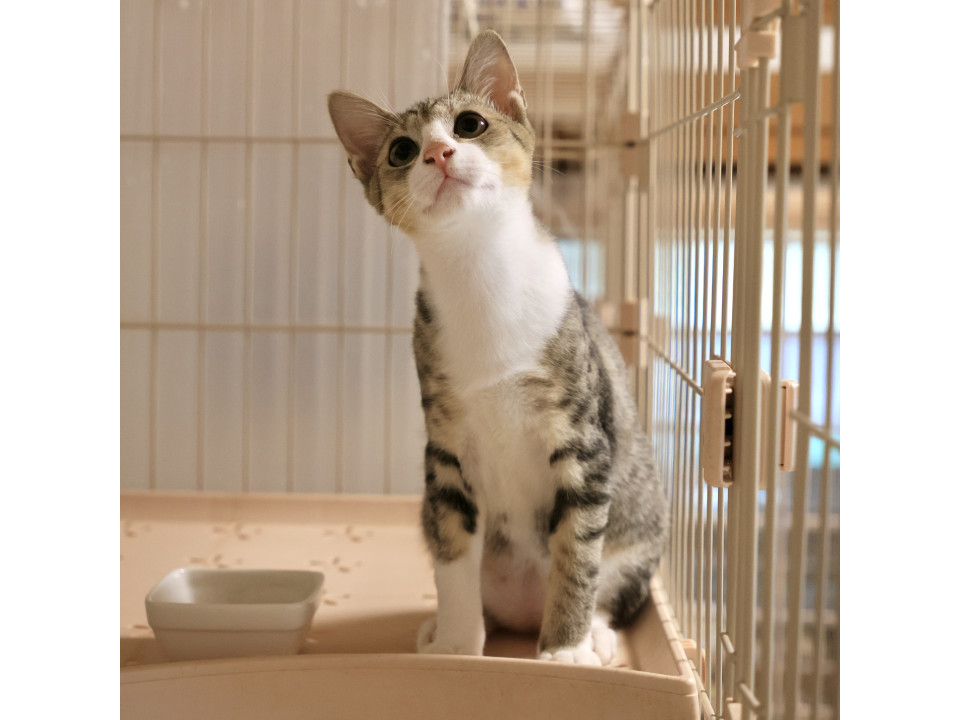 サバハチワレの子猫さん（兄弟で募集中）
