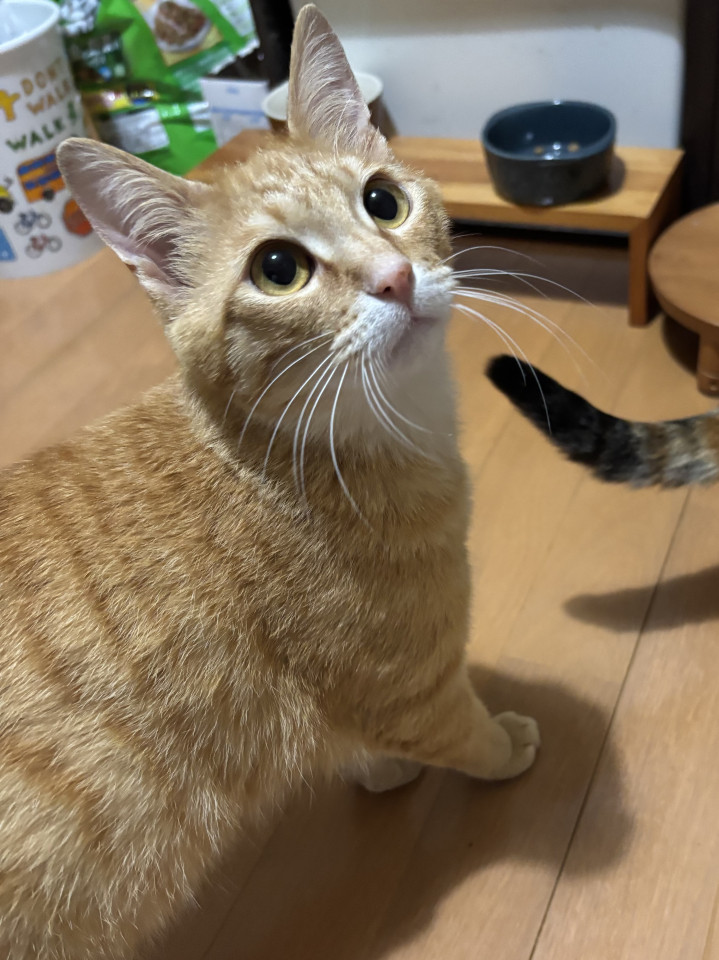 茶トラの女の子