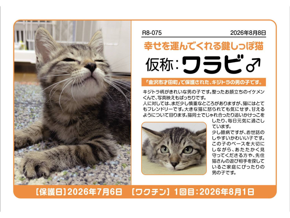 クリクリな目が可愛らしいキジトラの男の子