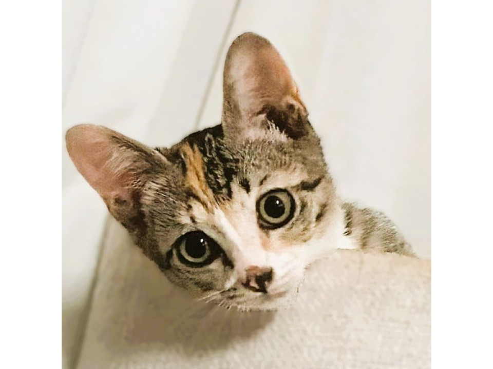 ◆8/11◆遊ぶの大好き可愛い三毛猫♥