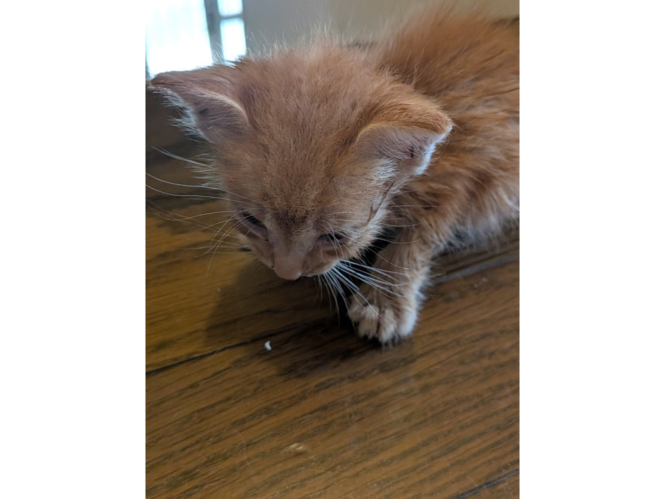 子猫2匹の里親探しのご相談