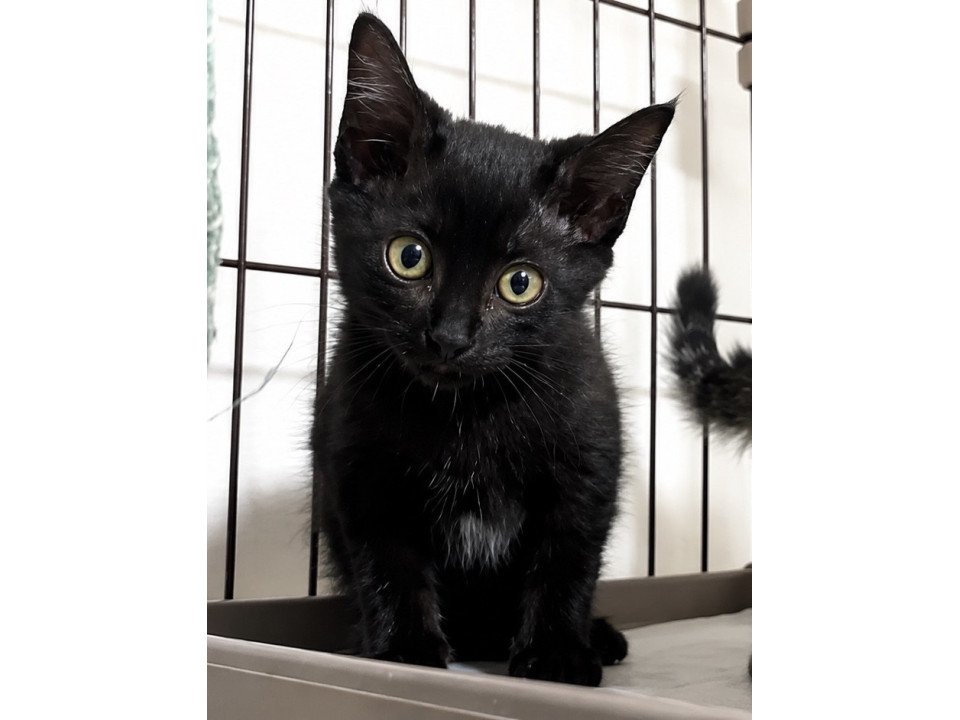 甘えん坊の黒猫ちゃん