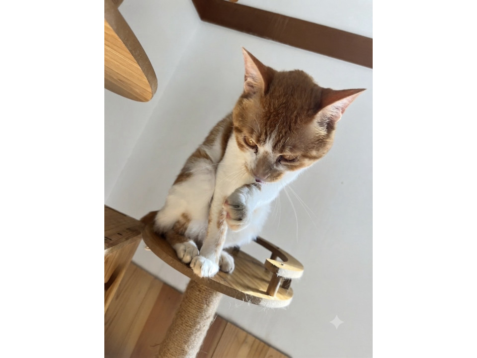 茶白　1才4ヶ月　男の子
