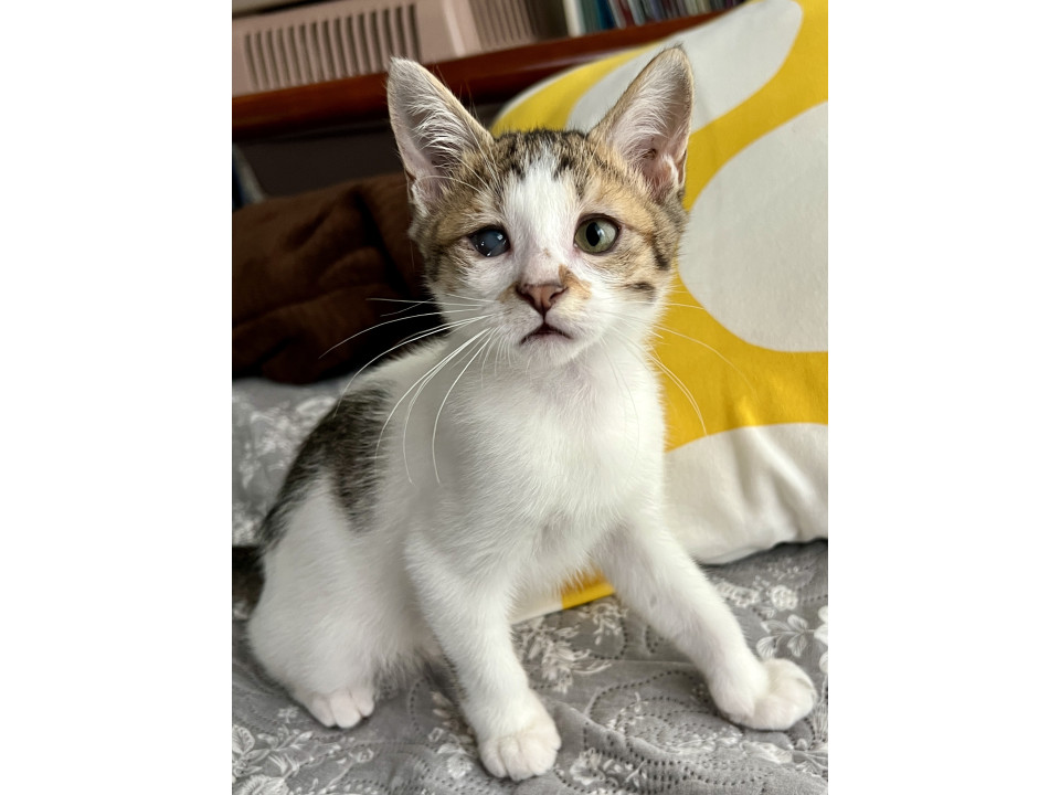 赤ちゃんぽいカワイイbaby