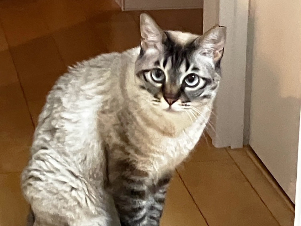 もも♀約6歳:8/23譲渡会※初参加
